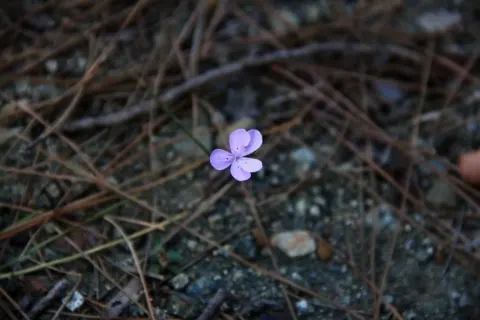Medya — fotoğraf 43