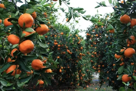 Medya — fotoğraf 139