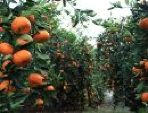 Medya — fotoğraf 141