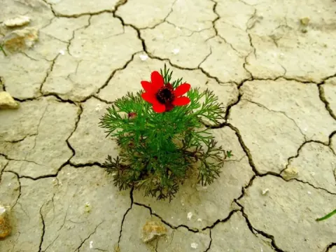 Medya — fotoğraf 15