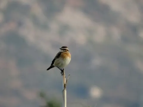 Medya — fotoğraf 104