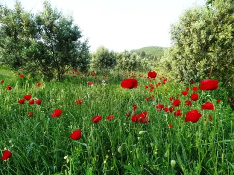 Medya — fotoğraf 55