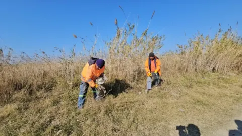 Samandağ Belediyesi Milleyha Sulak Alanını Koruma Çalışmalarına Devam Ediyor. — fotoğraf 2